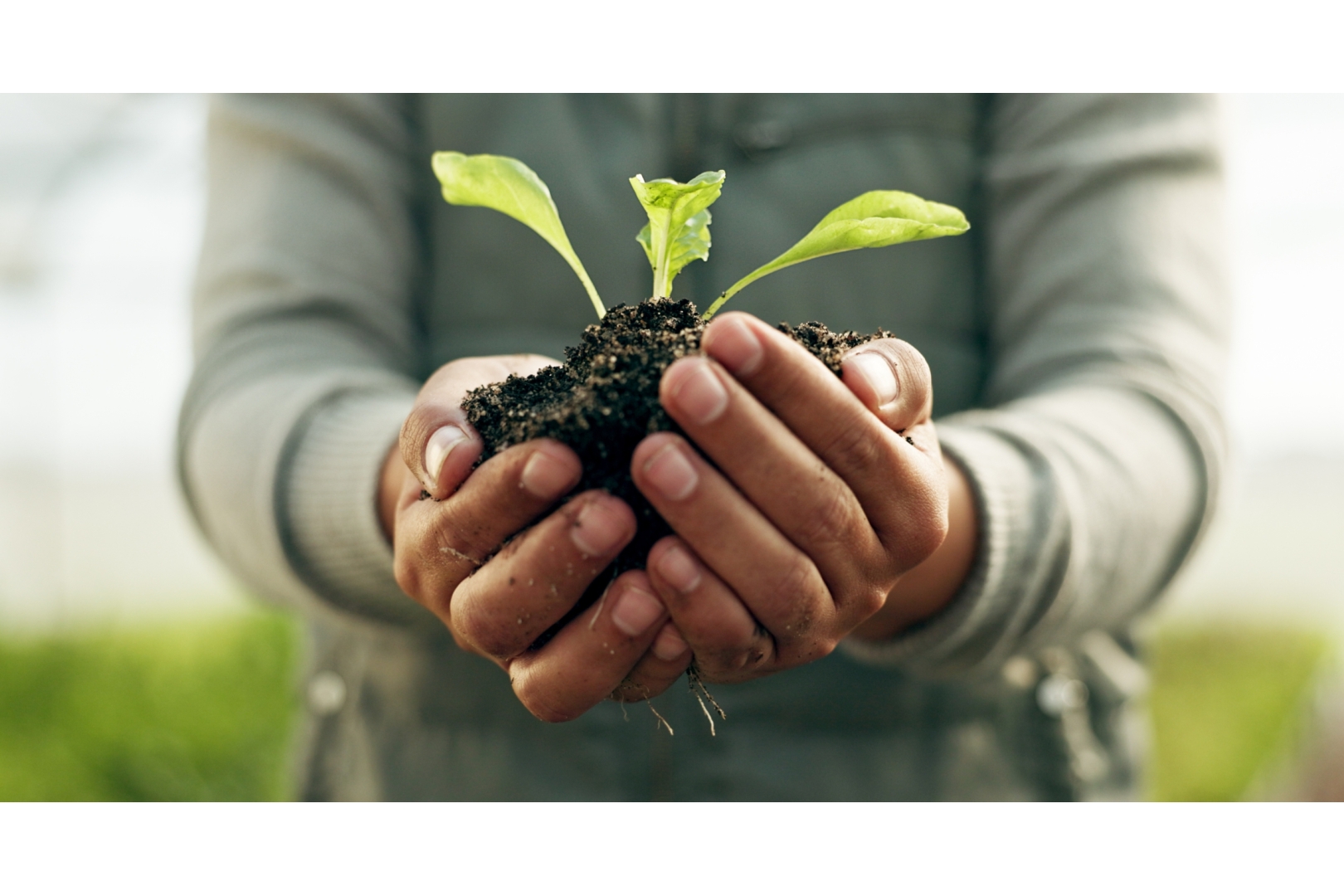 person-hands-plants-and-gardening-soil-in-sustain-2023-11-27-05-02-42-utc