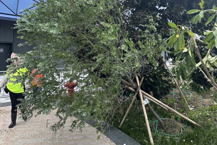 5._Upright_the_leaning_tree_(1)