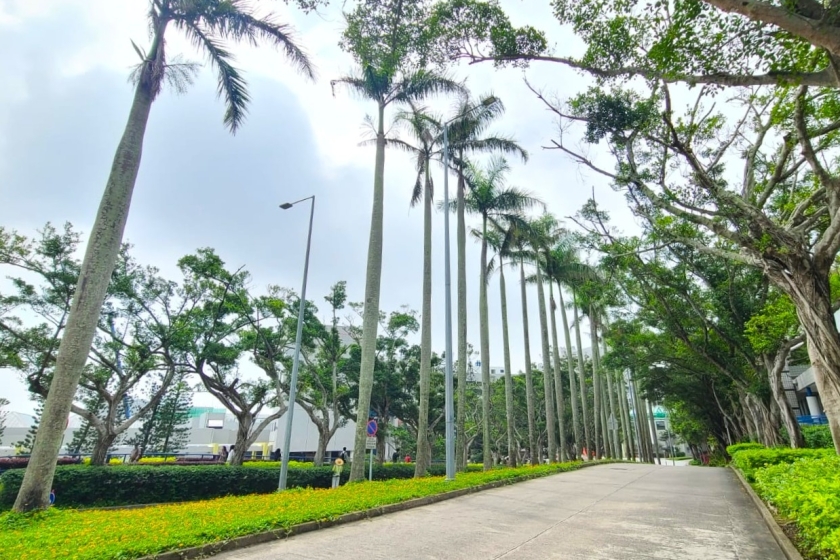 HKUST_Tree
